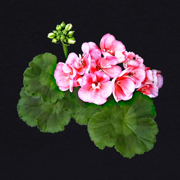 Small  Pink Geranium by SusanSavad